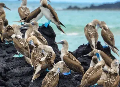 Galapagos_Blue-footed-Boobies-on-lava-rock-hero_0.jpg