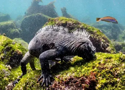 Galapagos_Marine-Iguana-underwater-feed-hero.jpg