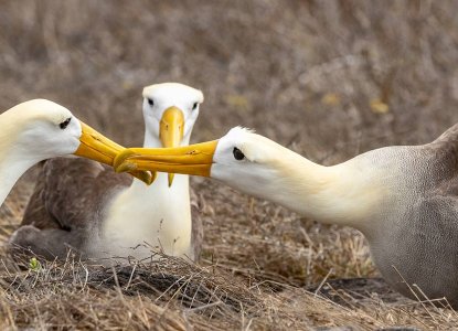 Galapagos_Waved-Albatross-hero