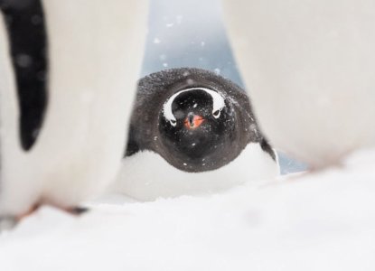  Why November and December is a Great Time to Visit Antarctica