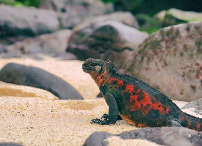Marine-iguana-classic-hero