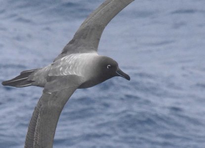 Birdwatching in Antarctica Birdwatching in Antarctica