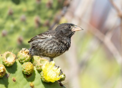 Common Cactus Finch, Galapagos Islands 