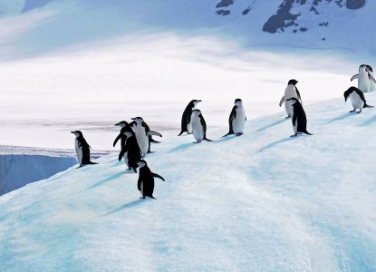 Chinstrap Penguins on snowy slope in Antarctica