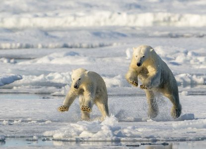 Polar Bears