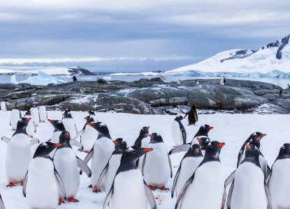 Colony of Gentoo Penguins in snow covered Antarctica