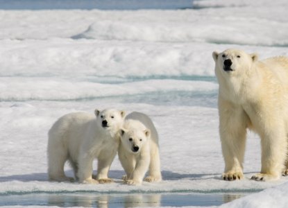 polar bear with cubs on ice sheet in Arctic Svalbard