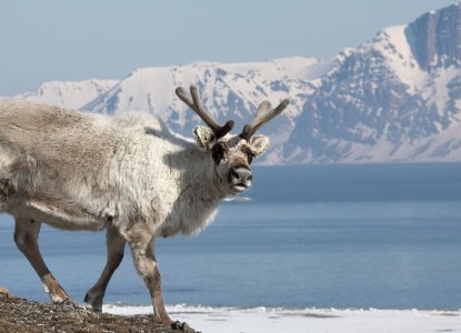caribou in summer in Arctic Svalbard