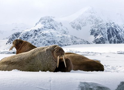2 Walrus on snowy iceberg with snowy Arctic mountains in background