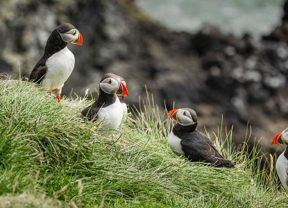 Puffins in Látrabjarg, Iceland 