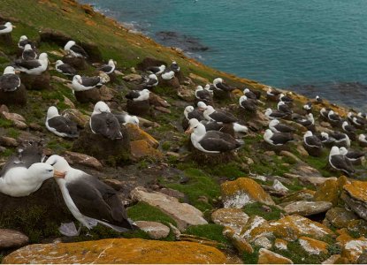 Black-browed-Albatross-colony_Saunders-Is_Falklands-hero