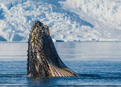 Humpback Whale breaching waters in Antarctica 