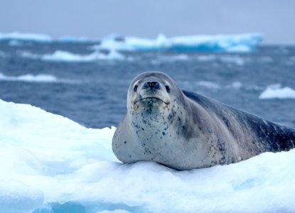 Leopard Seal, Sheathbill Bird on iceberg in Antarctica  