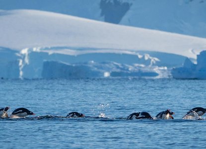 Porposing Penguins on Antarctic Cruise