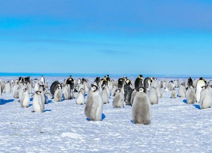 Emperor Penguin colony with baby chicks in the Ross Sea, Antarctica 