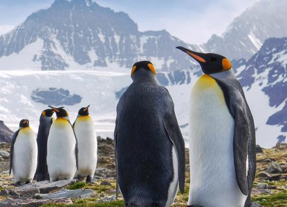 Penguins in South Georgia, Antarctica 