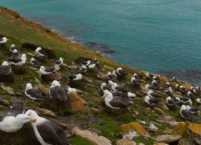 Black-browed Albatross colony nesting on cliff on Saunders Island in Falkland Islands