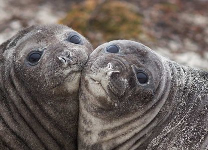Two elephant seal pups in South Georgia