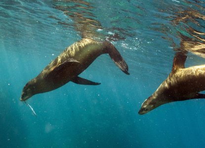 Sea Lions in the Galapagos Islands 