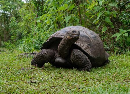 Giant Tortoise in the Galapagos Islands
