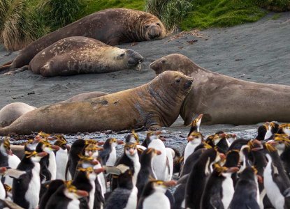 Penguins and Elephant Seals on Macquarie Island, Sub Antarctic Islands