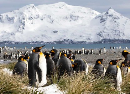 King Penguin colony on South Georgia Island in snowy grass tussocks