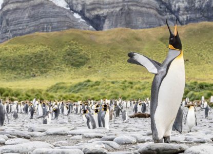 Penguins in South Georgia, Antarctica