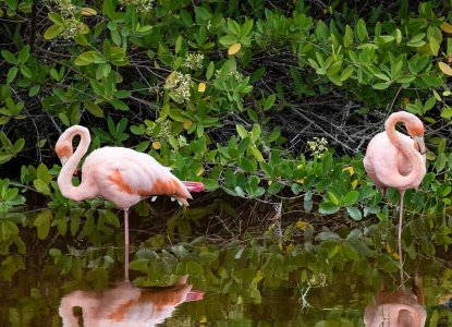 Two Galapagos flamingos in the water