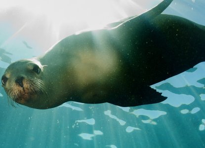 Seal coming to you underwater