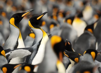 King Penguins in South Georgia 
