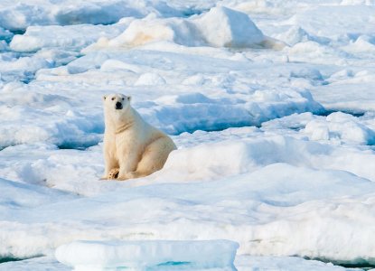 Large Polar Bear sitting on the ice pack in the Arctic Circle