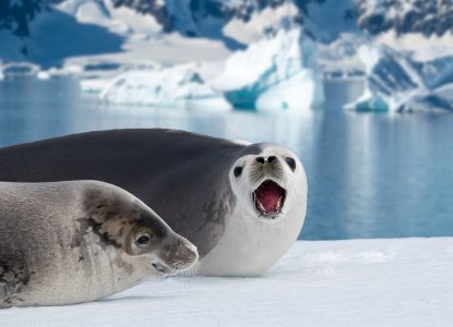 Antarctic Peninsula iceberg 