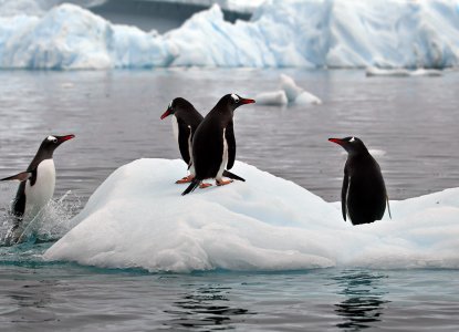 Group of Gentoo Penguins hopping onto small ice sheet in Antarctica