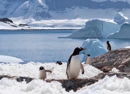 Small group of Gentoo penguins on snowy ground with Antarctic scenery behind them