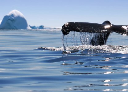 Whale tail up close with icebergs in the background in Antarctica