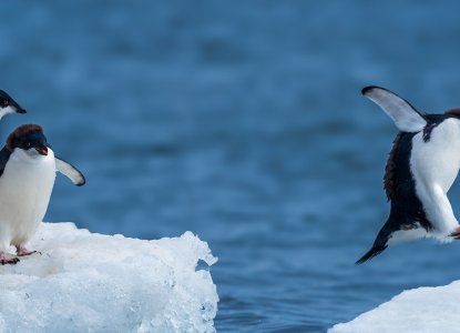 Group of Adelie penguins jumping across ice in Antarctica