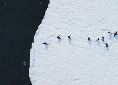 Aerial view of Gentoo penguin's diving into Antarctic waters