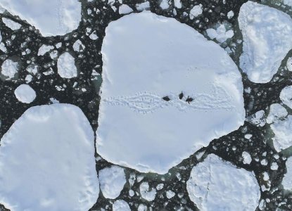 Gentoo penguin group on ice in Antarctica aerial view