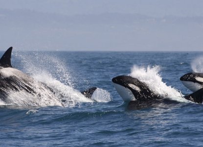 Orca pod surfacing in Antarctic waters