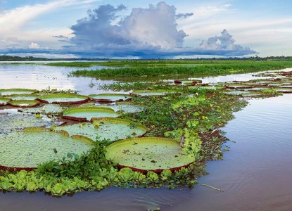 Victoria Amazonica in Peru's Pacaya Samiria National Reserve 