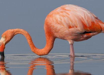 Galapagos Islands Flamingo standing in water