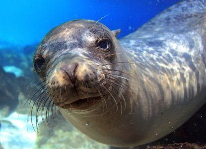 Close up of Galapagos Islands seal swimming in blue water