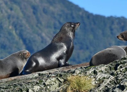 NZ-Fur-Seal-colony-on-rocks_Doubtful-Sound-hero