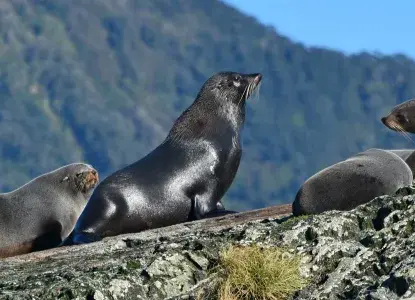 NZ-Fur-Seal-colony-on-rocks_Doubtful-Sound-hero.jpg