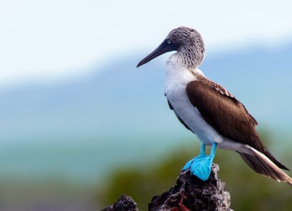 Galapagos Islands Blue-Footed Booby sitting on rock