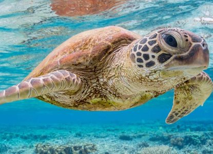 Close up of sea turtle swimming in the Galapagos