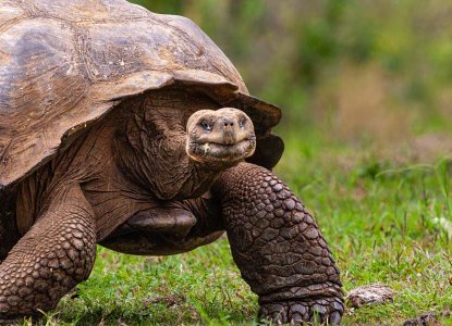 Galapagos Islands Tortoise walking across green grass