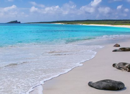 Sea lions lounging on the beach