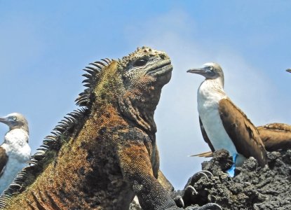 Marine Iguana and Boobies, Galapagos Islands