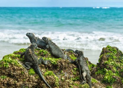 A mess of Iguanas sitting on rocks with ocean in the background, Isabela Island Galapagos